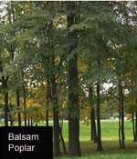 Balsam-poplar-tree-s