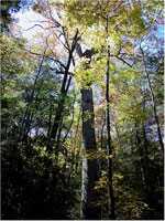 Big-poplar-tree-s