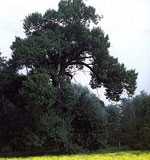 Black-poplar-tree-s