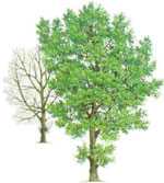Black-poplar-tree2-s
