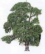 Blackpoplar-s