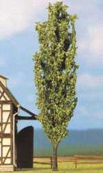 Poplar-s